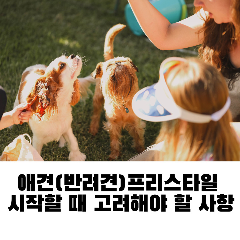 애견(반려견)프리스타일 시작할 때 고려해야 할 사항