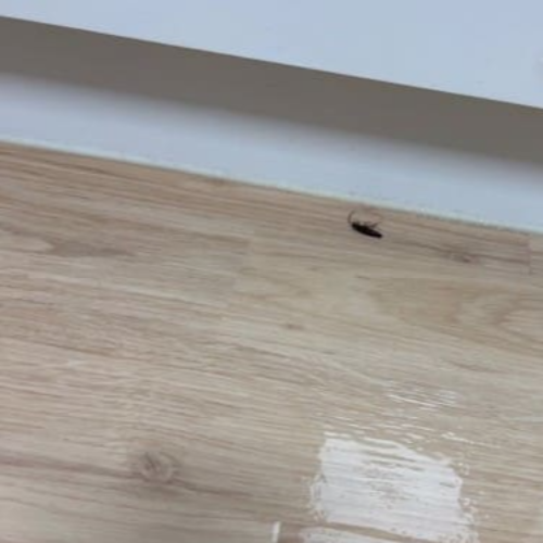 바퀴벌래 없애는 법 퇴치