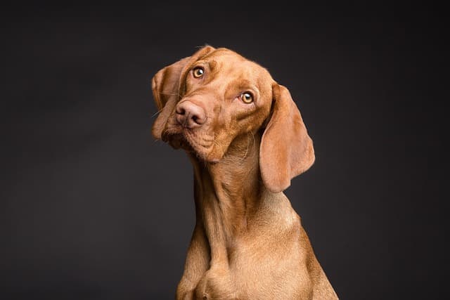 canine atopic dermatitis