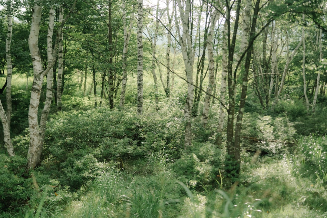 recreational forest