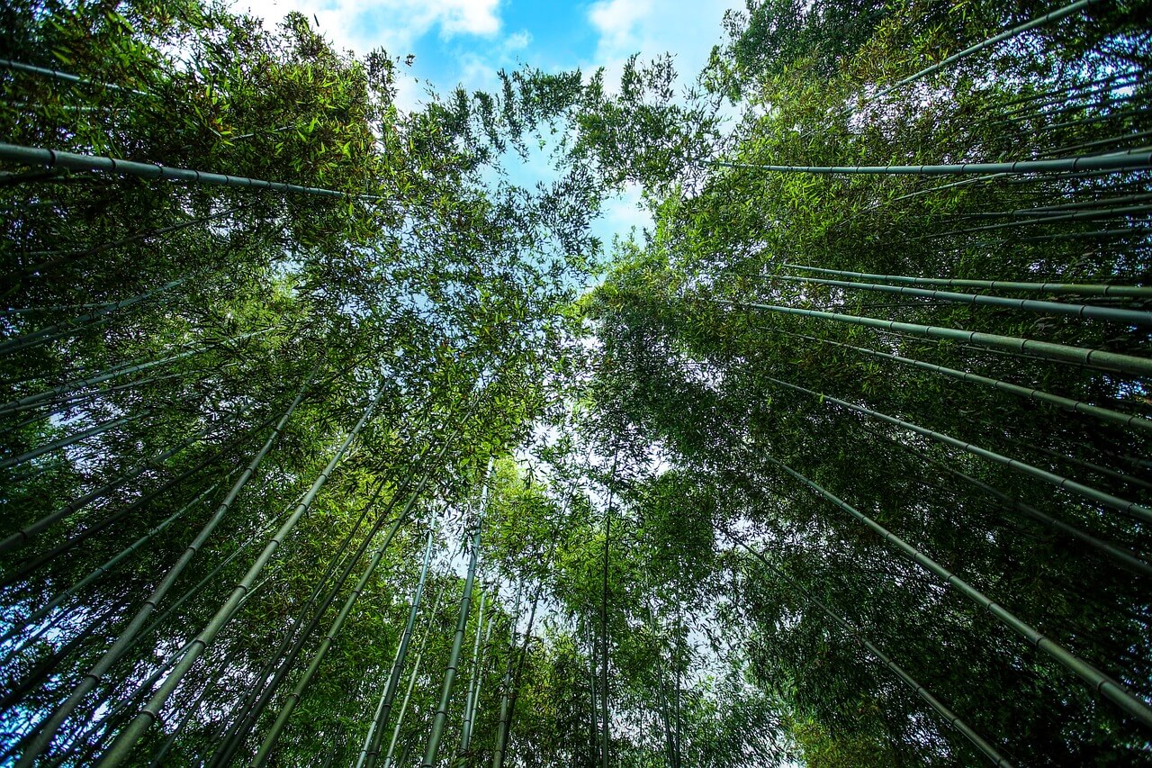 25년 4월 봄꽃여행지추천!!벚꽃 &amp; 유채꽃 절정! 봄꽃 여행지 BEST 6