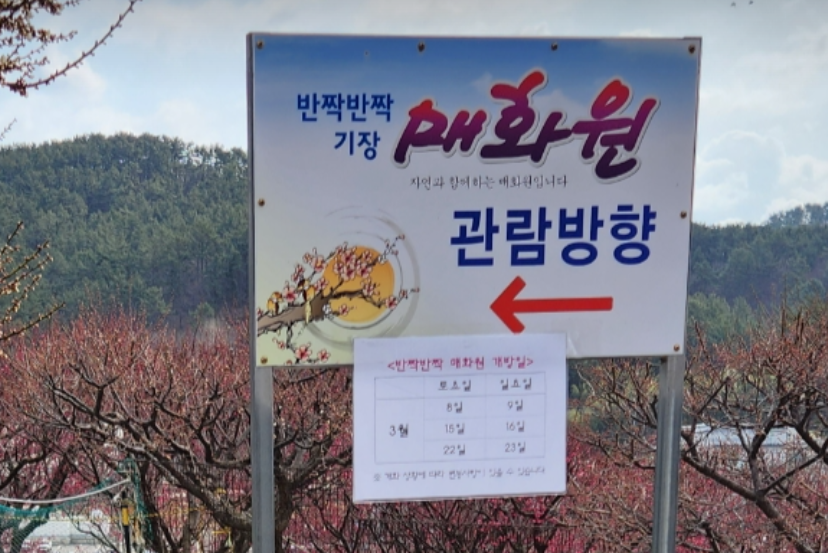 매화원 개방