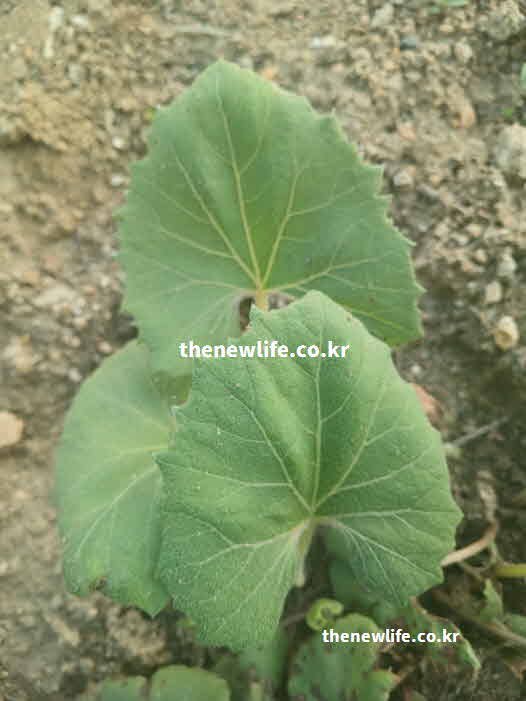 머위 효능 성질