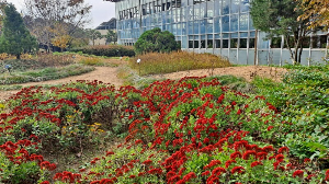 화성_우리꽃식물원_국화전시회