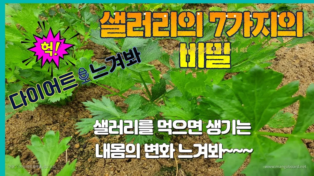샐러리 재배 모종 심기 재배 거리 수확 연장_6