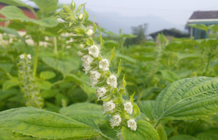 들깨 파종시기를 맞추는 법 3