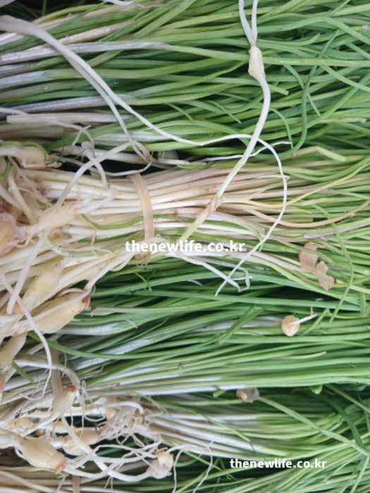 달래 효능이 가장 좋은 제철 시기의 달래 실사진