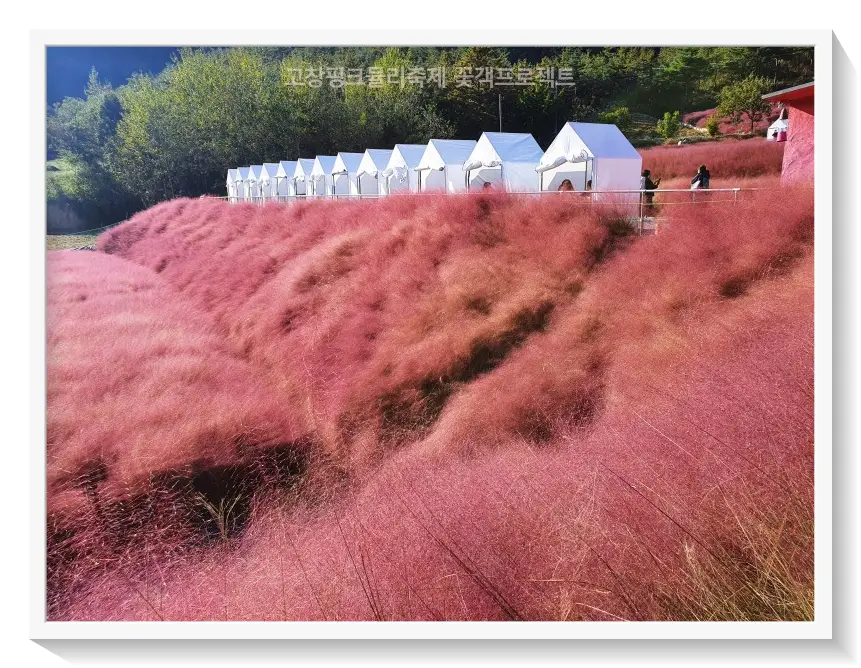 고창핑크뮬리축제