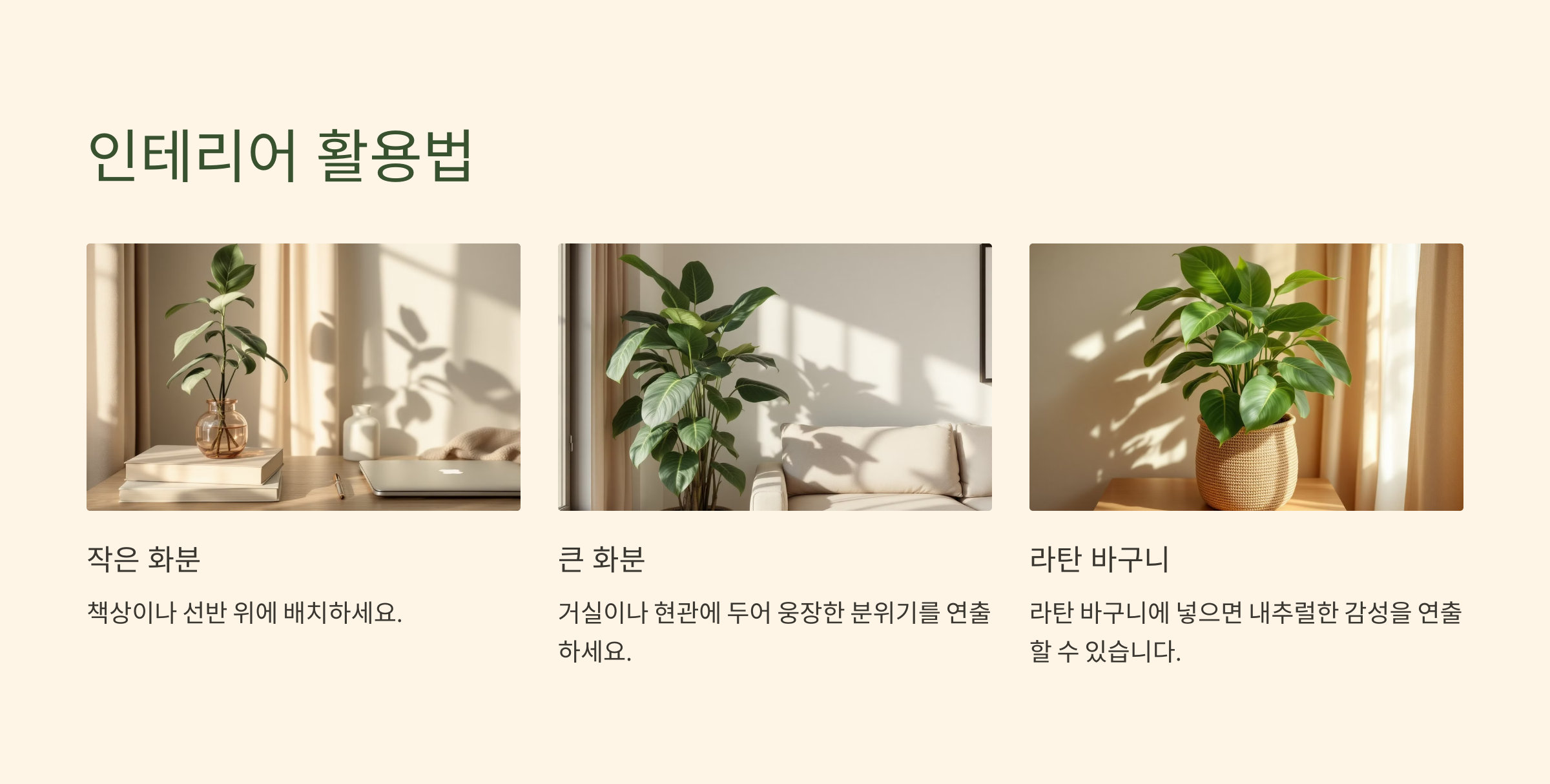 인도고무나무 사진