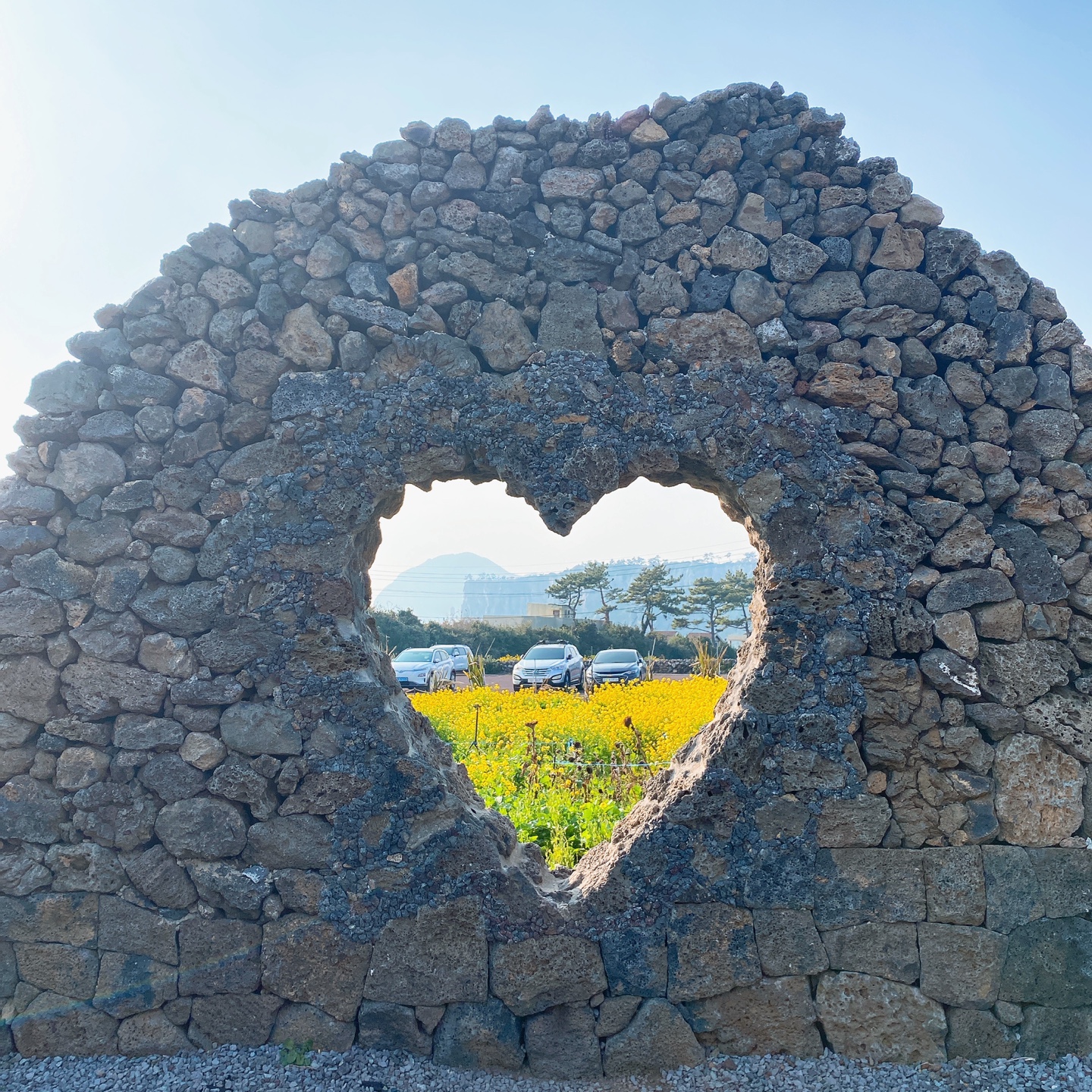 제주 안덕 유채꽃 포토존 오션뷰 카페 휴일로