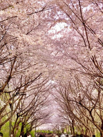 서울 벚꽃 주말 방문