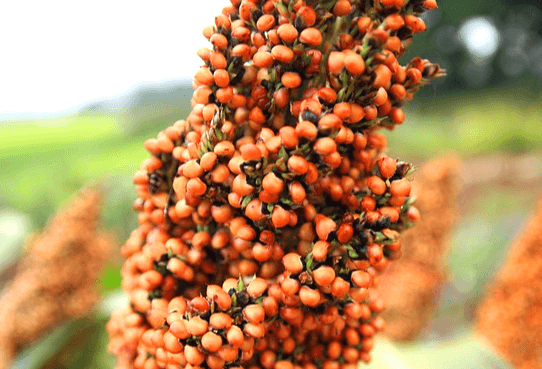 갈색의 알맹이가 가득 달린 수수를 크게 확대한 모습이다.