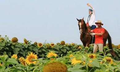 강주 해바라기 축제