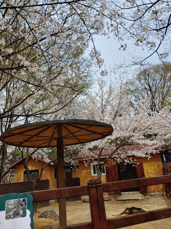 오랜만의-벚꽃-핀-인천대공원-우리-고여운-용자김-엄니랑