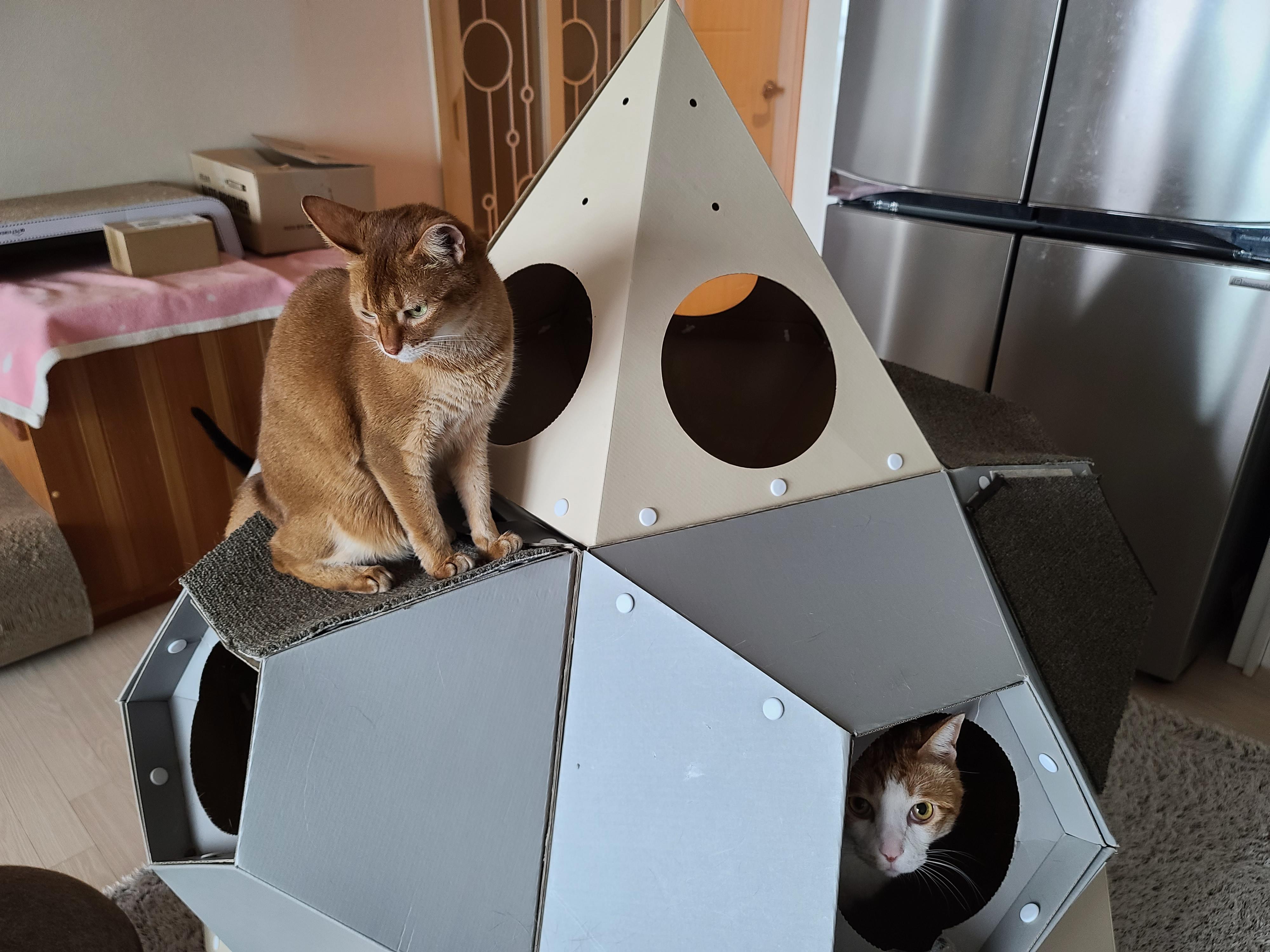 막둥이 삐용이의 요즘 근황.