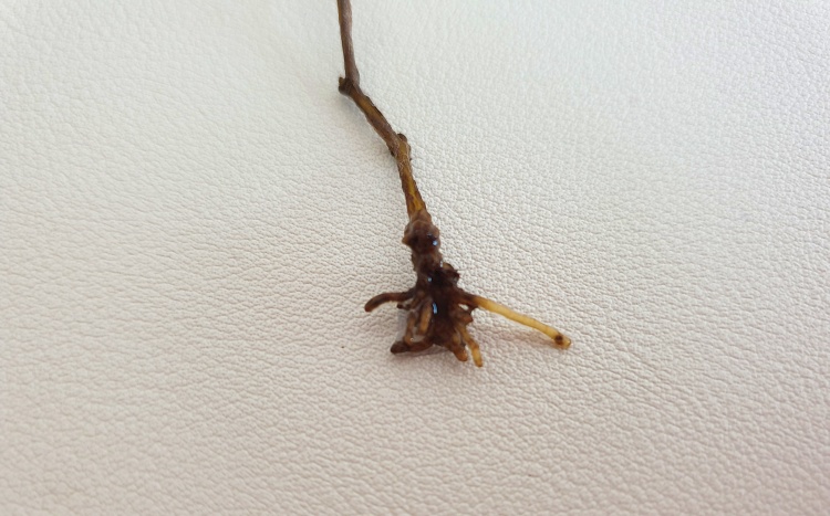 마오리 소포라의 뿌리