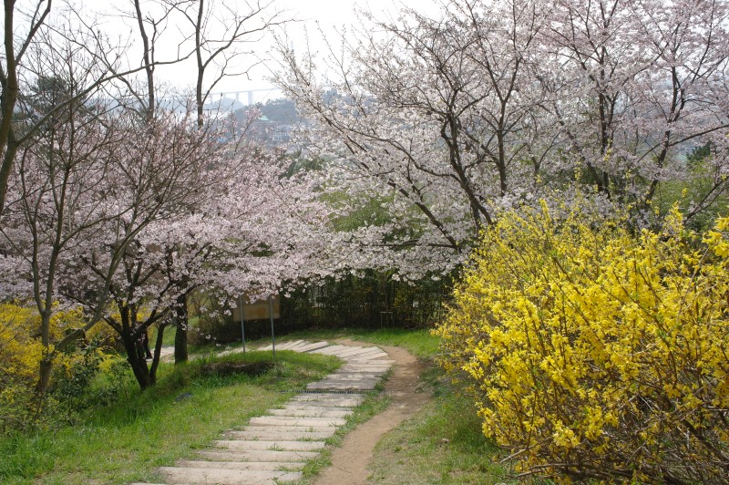 벚꽃 개화시기 2023