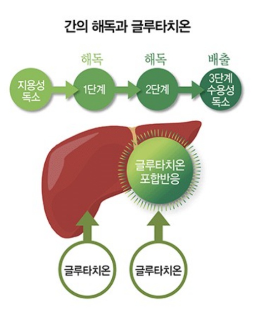 간해독에 좋은 영양소 3가지