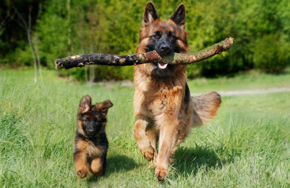 필수 예방접종 종류 정리 관련 사진