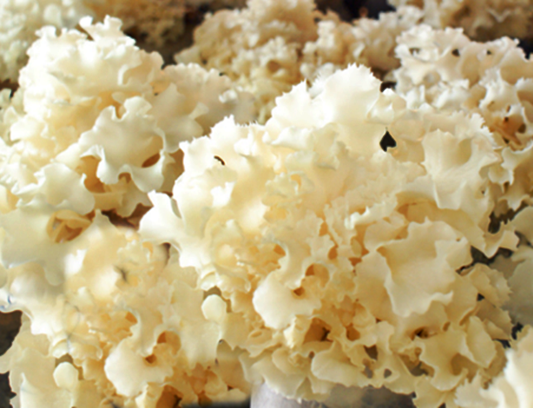 꽃송이버섯,눈꽃송이버섯,꽃송이버섯효능,꽃송이버섯가격,자연산꽃송이버섯,꽃송이버섯먹는방법,꽃송이버섯가루