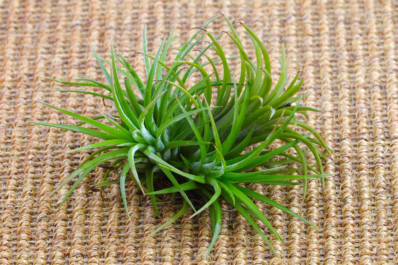 '틸란드시아 이오난사'