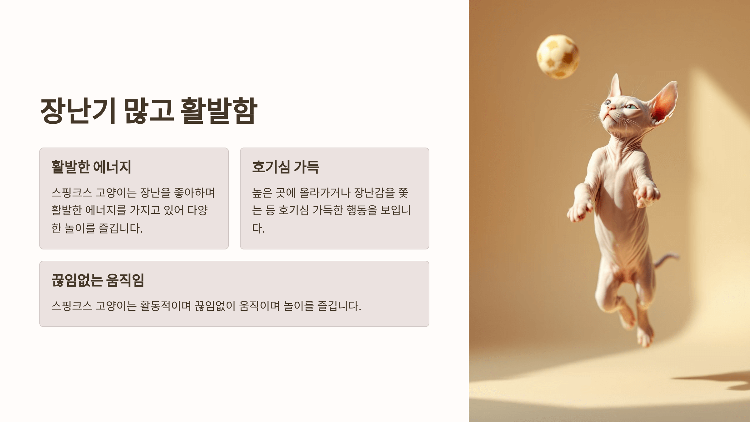 스핑크스 고양이 사진입니다.