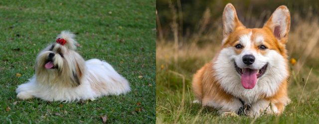 강아지 장모종 vs 단모종 관련 사진