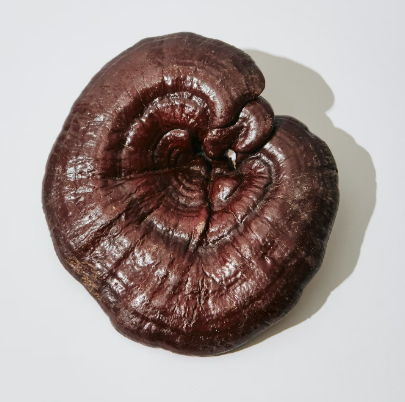 영지버섯 효능 부작용 먹는 방법