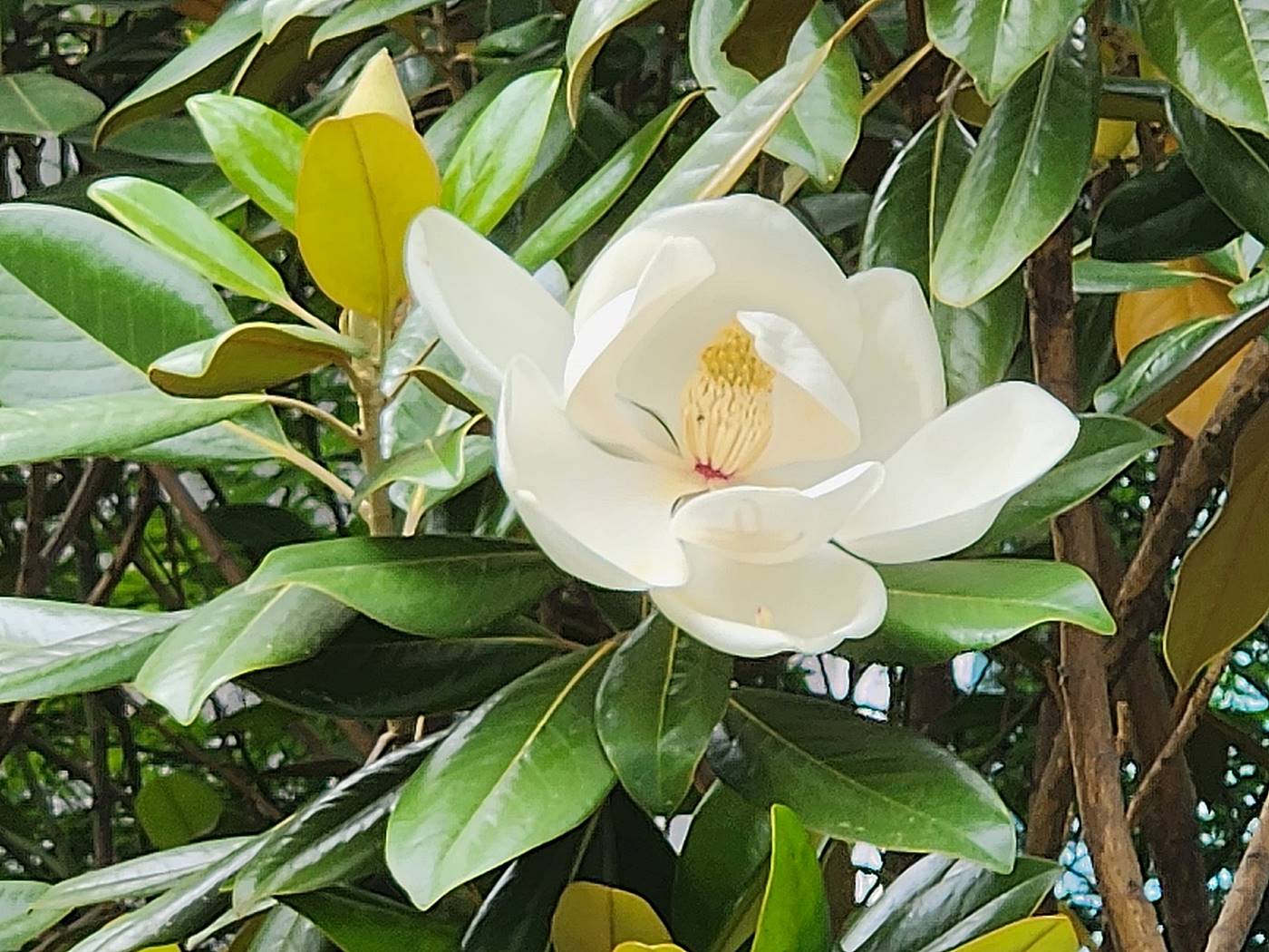 태산목