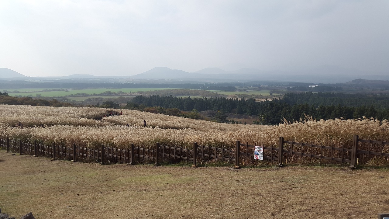 산굼부리 억새밭 관련 사진