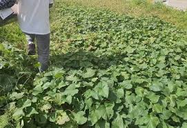 농민수당 자격 확인