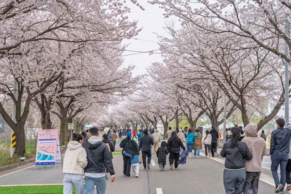 2026 양양 남대천 벚꽃축제 3km 벚꽃길 달 포토존