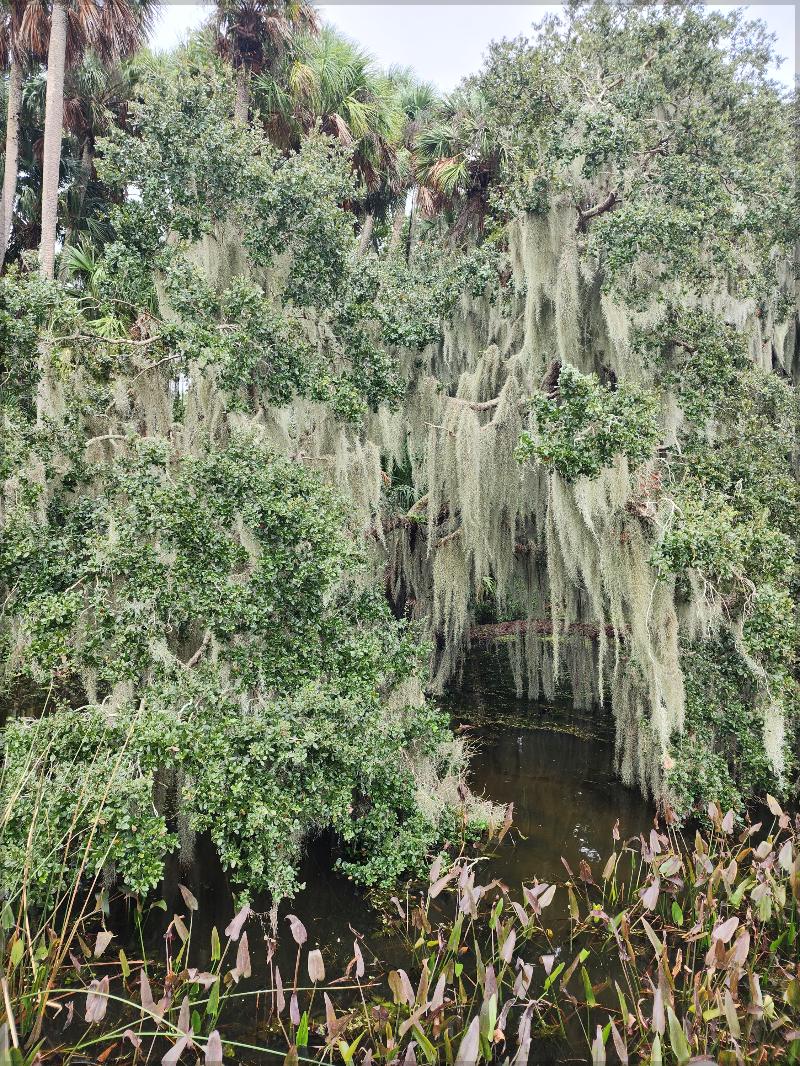 Misty atmosphere with Spanish moss at Mount Dora Lake