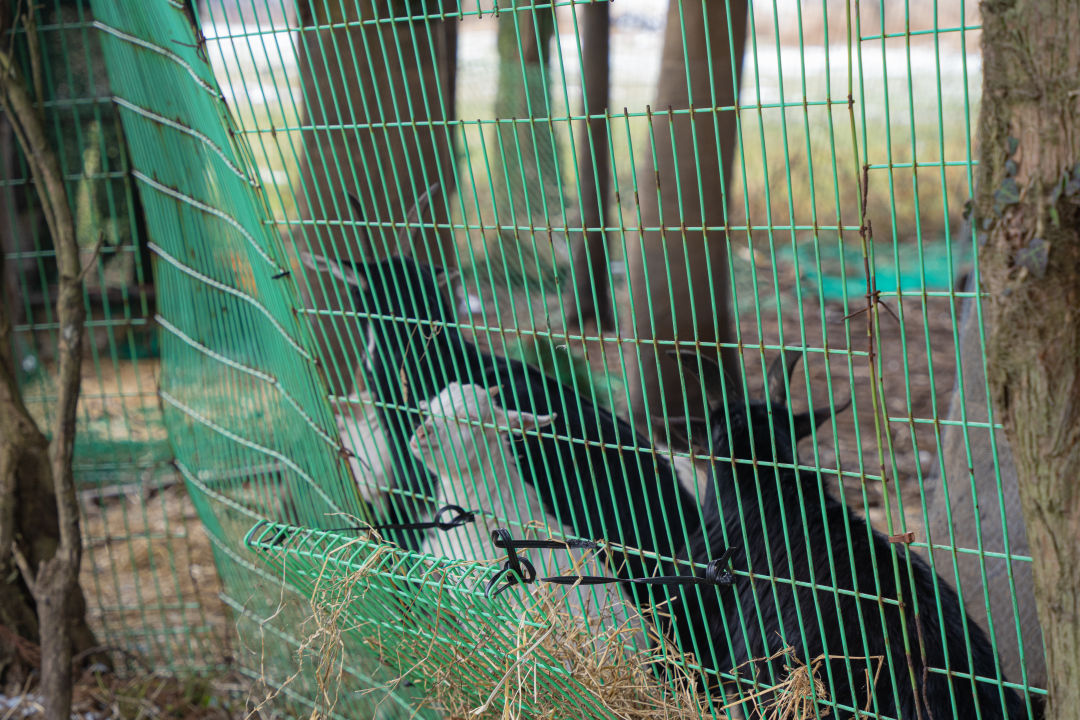 비밀의 숲 동물