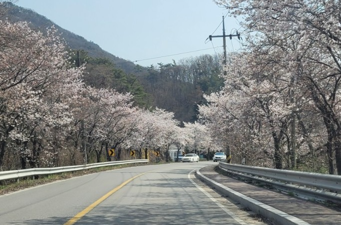 초평붕어마을 벚꽃