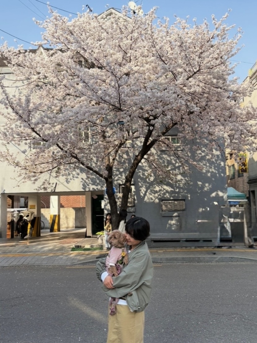 alt=&quot;강아지와 함께 마지막 벚꽃즐기기&quot;