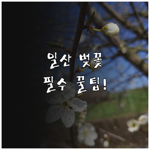 2026 일산 벚꽃 명소 추천 및 호..