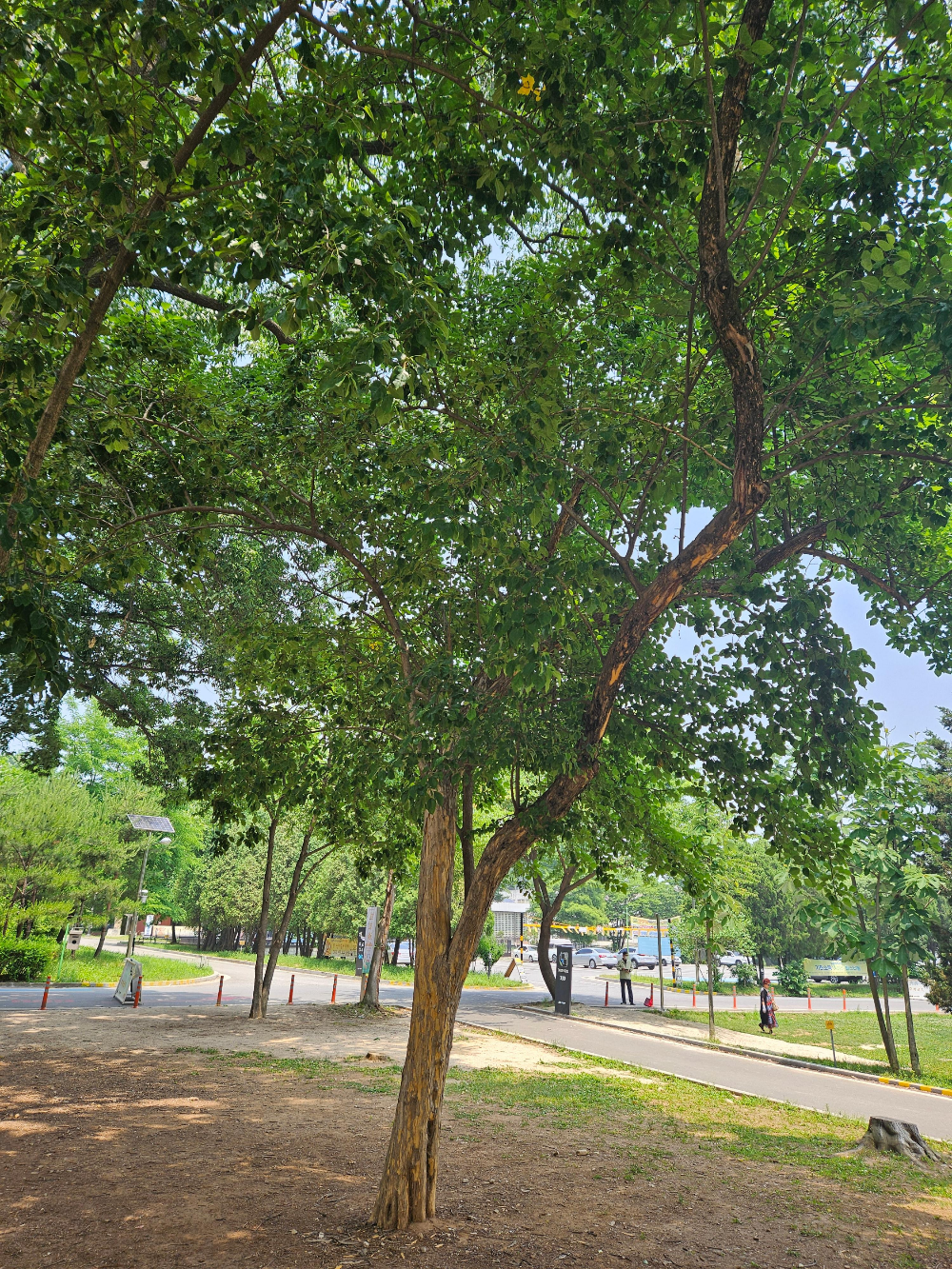 꾸지뽕나무 수형