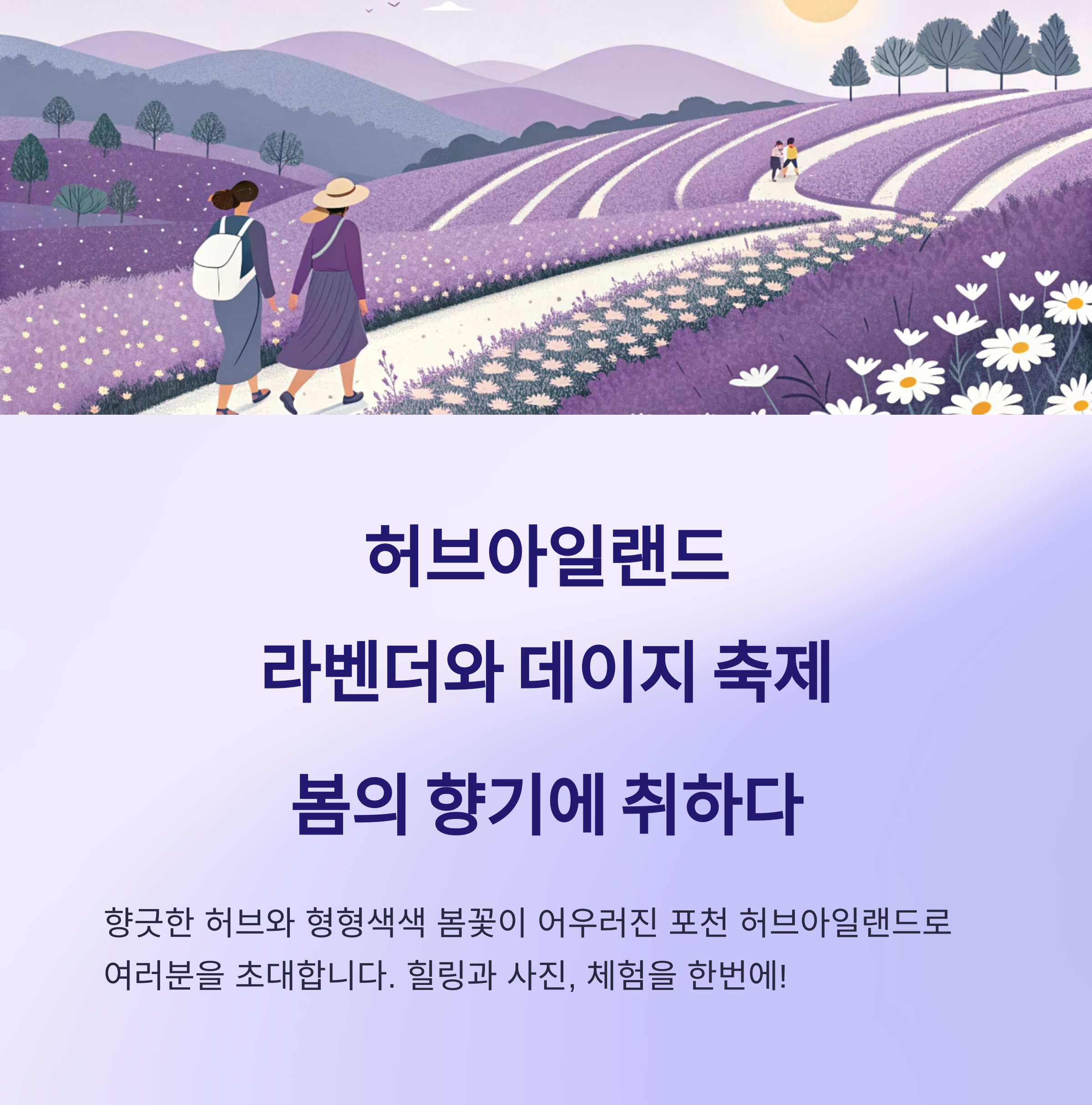 허브아일랜드 라벤더와 데이지 축제