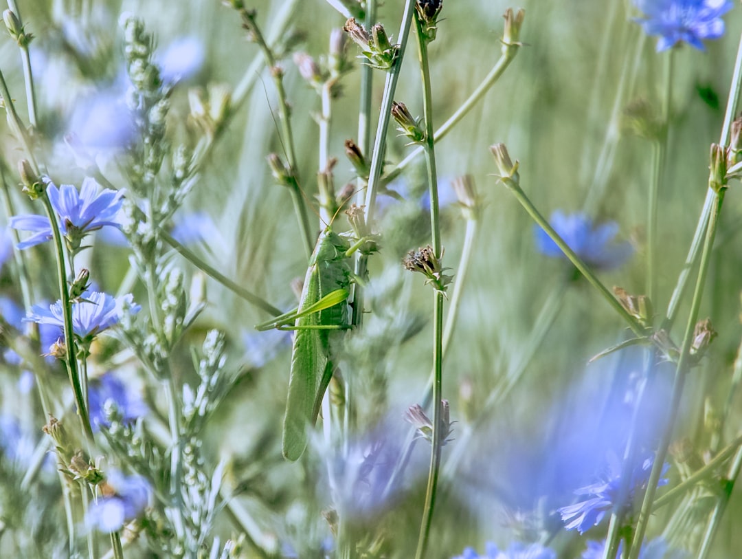 Grasshopper