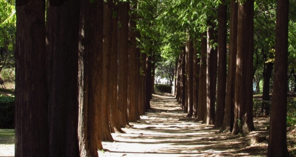 양재 시민의숲 메타세콰이어길