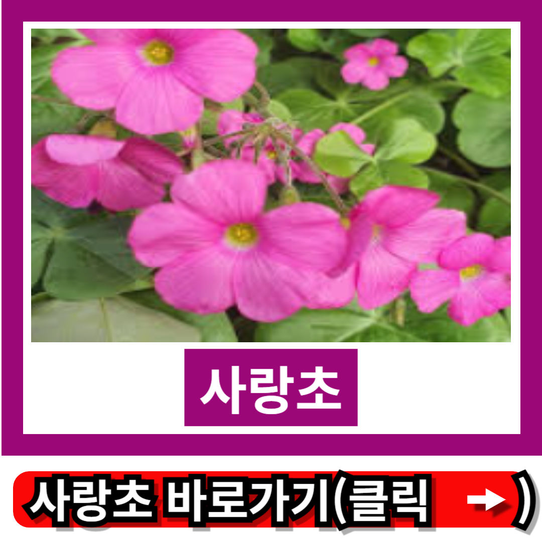 사랑초