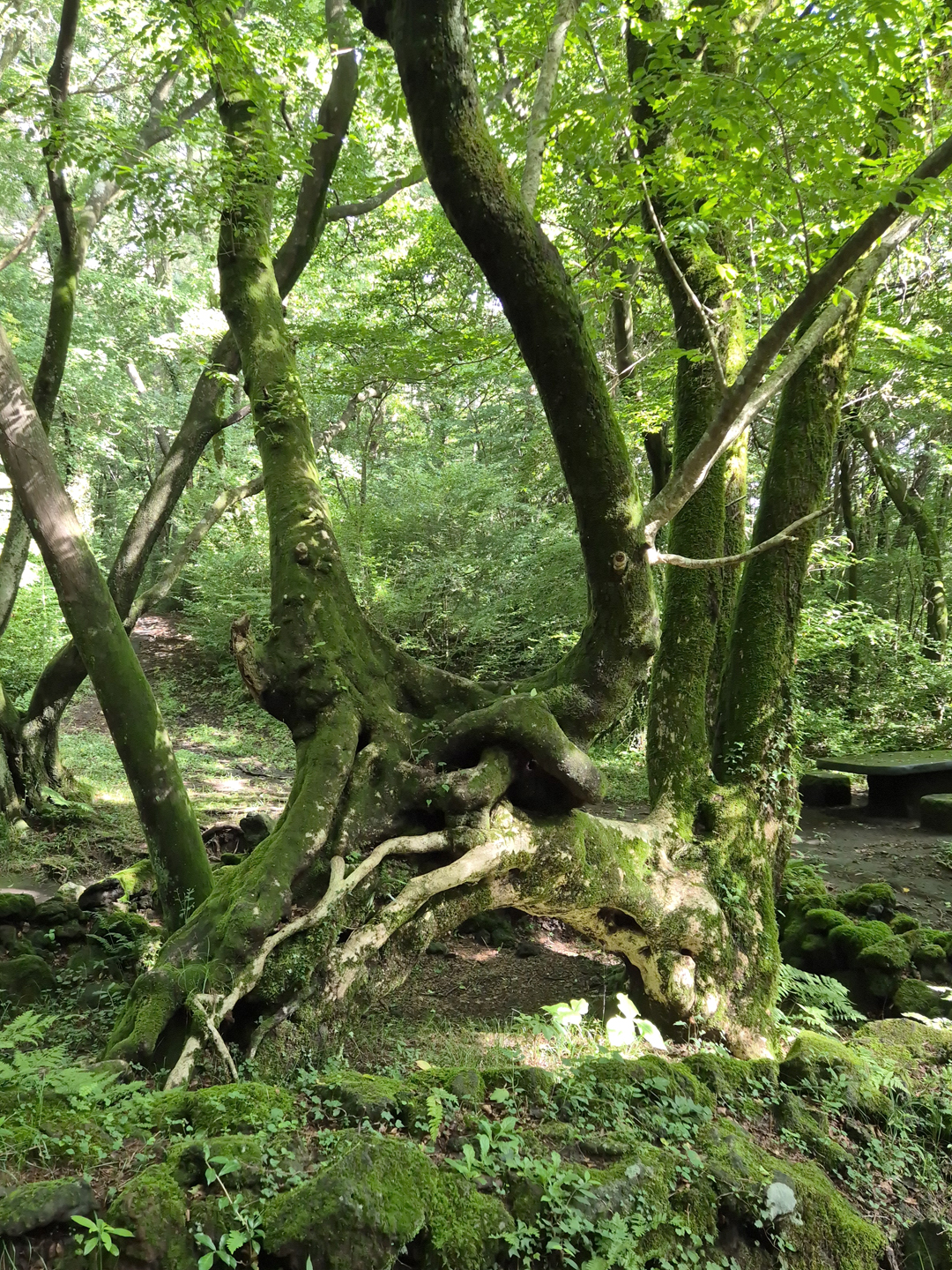 제주 절물자연휴양림 장생의 숲길 사랑 나무 연리지 연리목