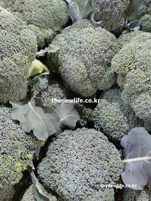 브로콜리 효능의 세포 보호 작용을 하는 설포라판 성분의 실사진