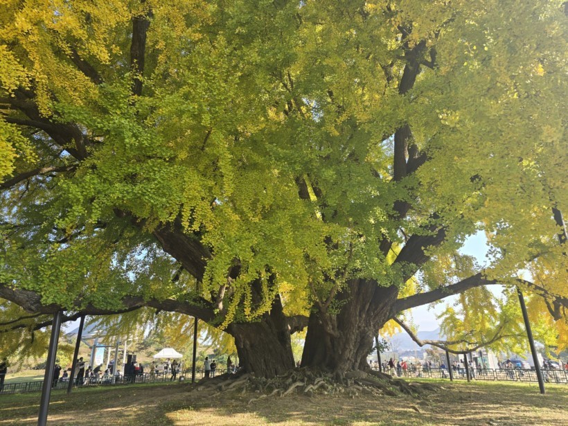 반계리 은행나무 CCTV 어디서 볼 수 있을까? 실시간 뷰 가이드