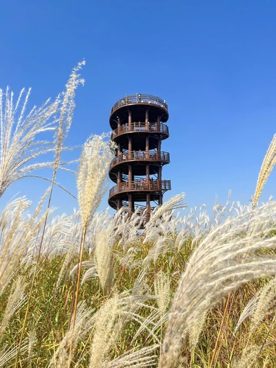 시흥 갯골생태공원 억새