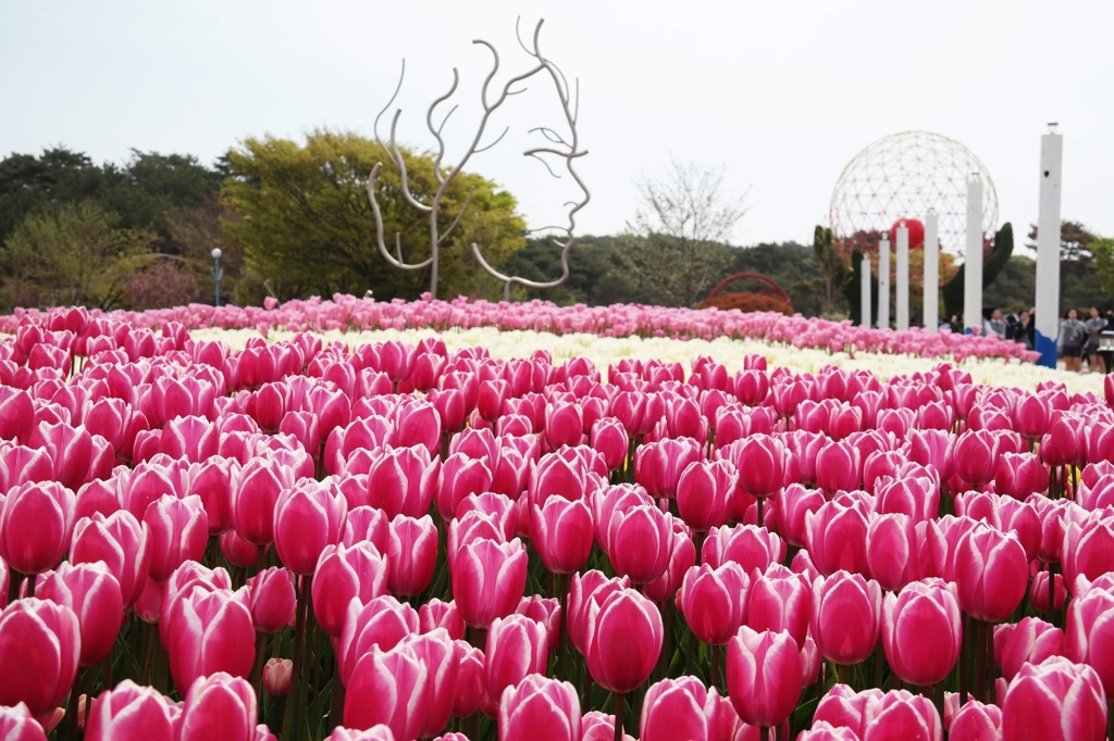 봄 축제 가볼만한곳: 태안 세계 튤립 축제