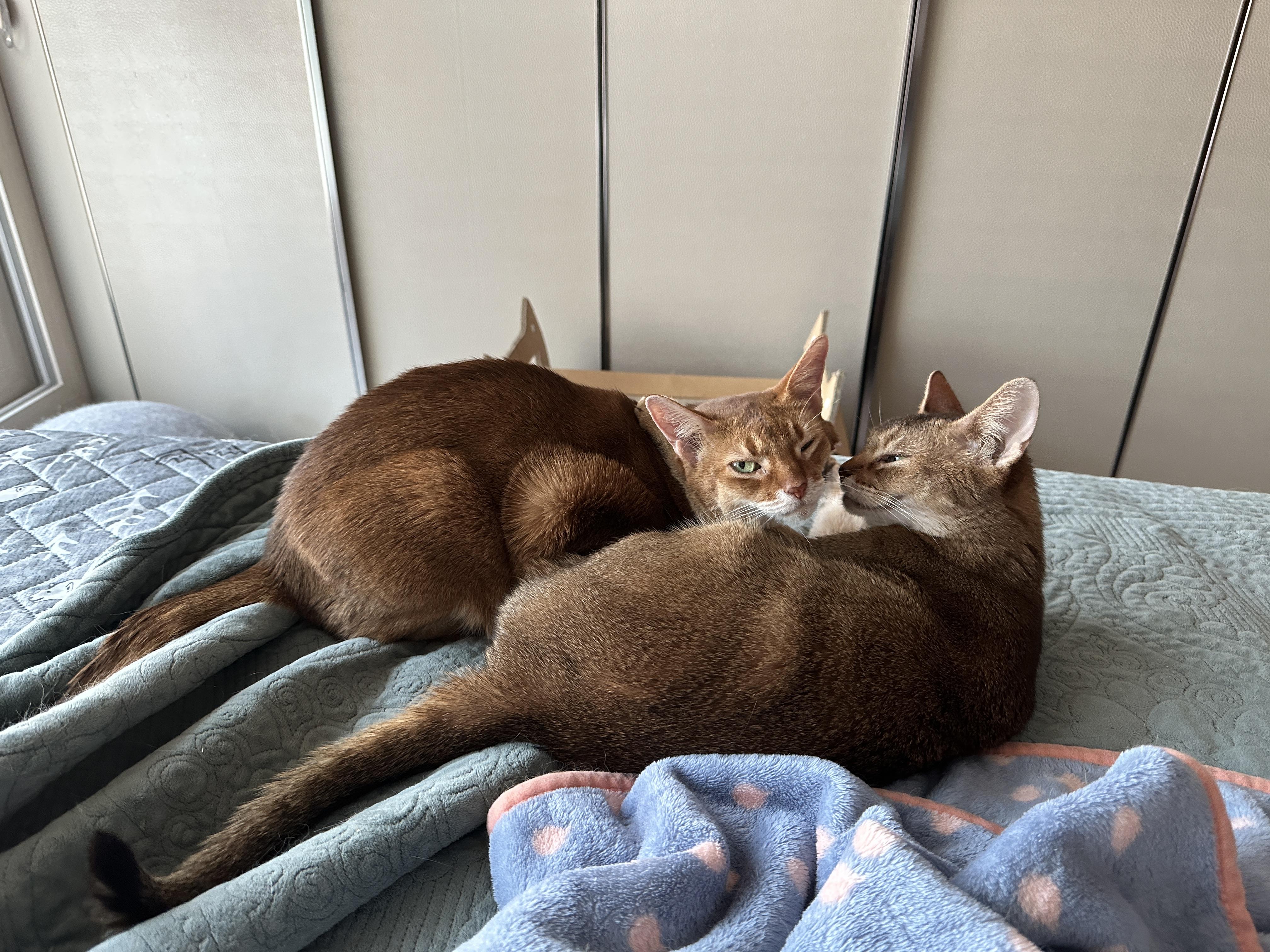 다정하게_껴안고_그루밍중인_루나와_루디