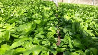 명이나물 재배 서늘한 그늘 물주기 향 유지_5