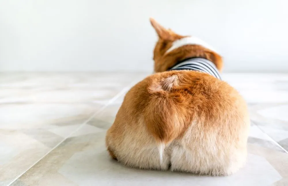 강아지 엉덩이 들이미는 이유 애정표현인지_1